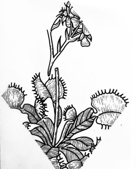 Венерина мухоловка чб