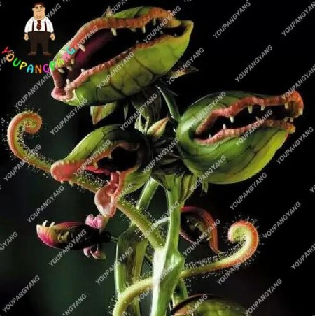 Венерина мухоловка