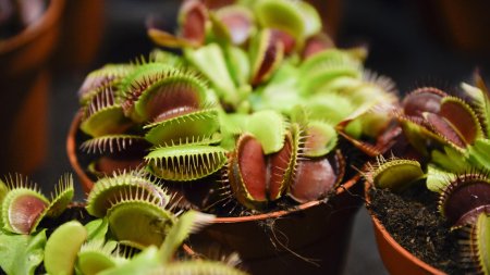 Venus flytrap
