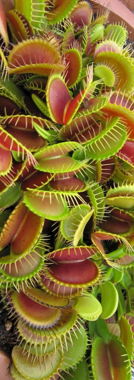 Венерина мухоловка