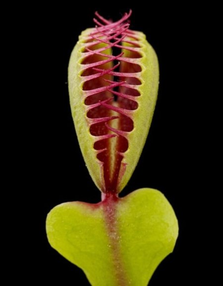 Растение венерина мухоловка