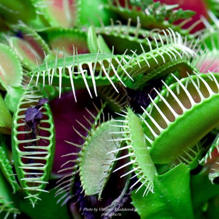 Dionaea muscipula