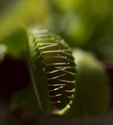 Венерина мухоловка обыкновенная