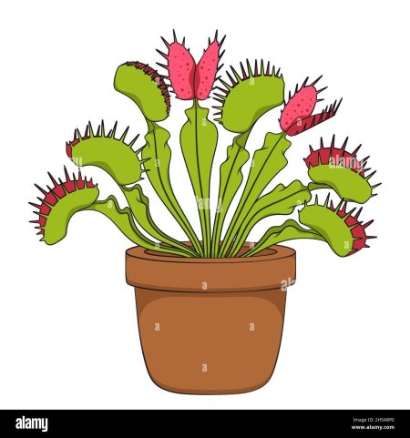 Venus flytrap illustration