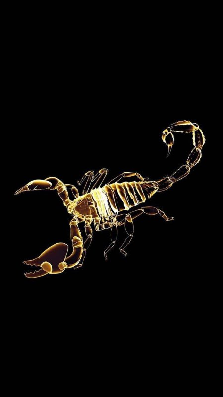 Скорпион на черном фоне