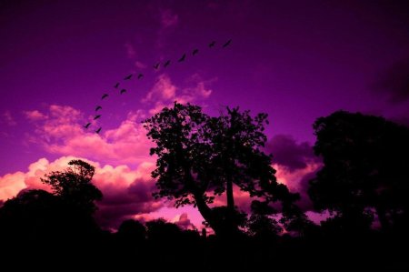 Фиолетовое небо