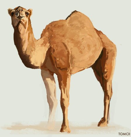 Верблюд картина