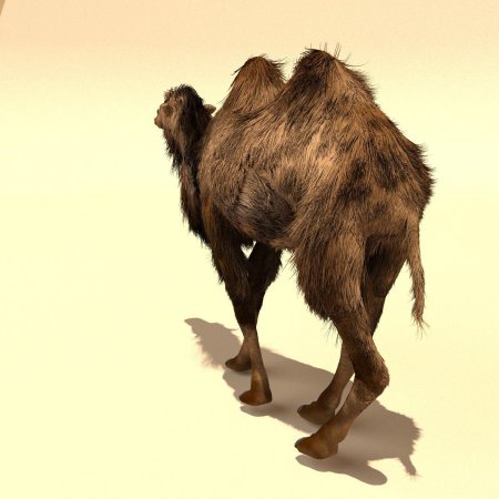 Верблюд двугорбый