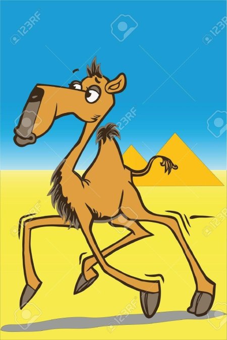 Смешной верблюд