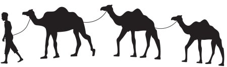 Camel caravan