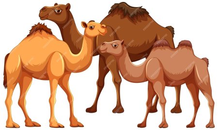 Дикий бактрийский верблюд