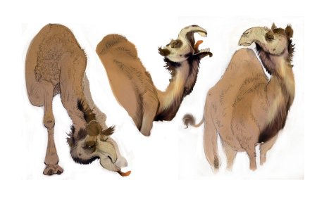 Животные референсы