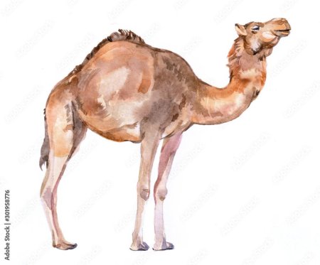 Одногорбый верблюд