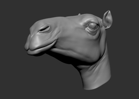 Голова верблюда д модель