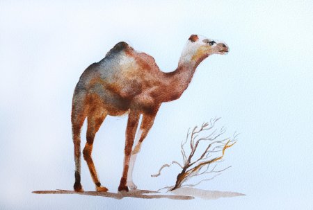 Верблюд акварелью