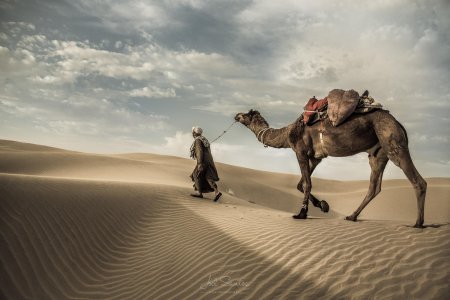 Верблюд в пустыне