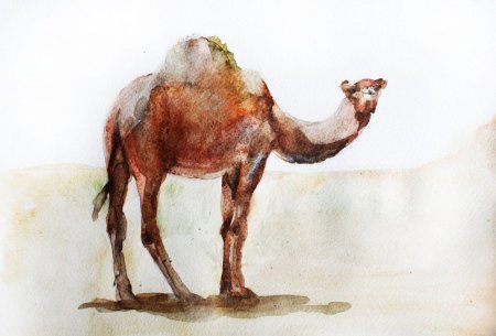 Картины с верблюдами