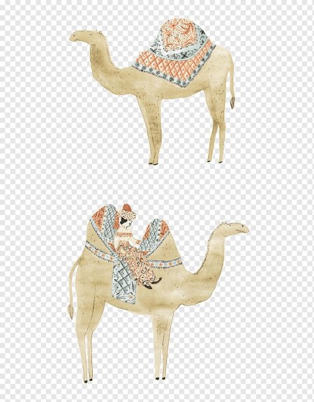 Верблюд дромадер