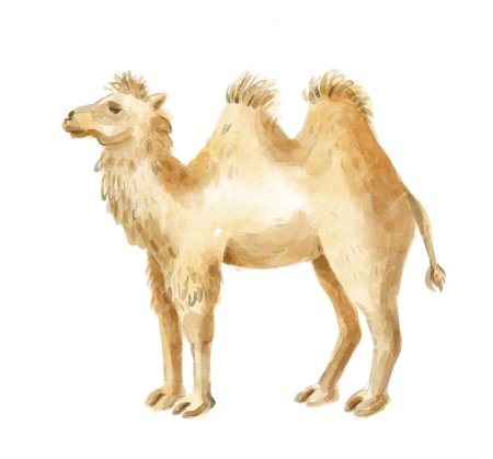 Верблюды млекопитающие