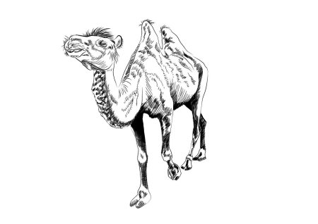 Рисунки верблюда