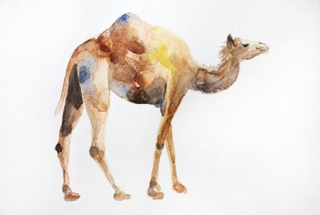 Верблюд акварелью