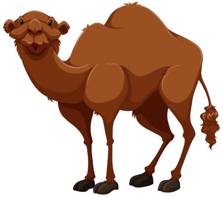 Верблюд на белом фоне