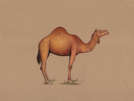 Хаптагай верблюд