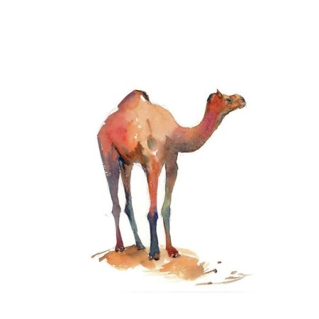 Верблюд акварелью