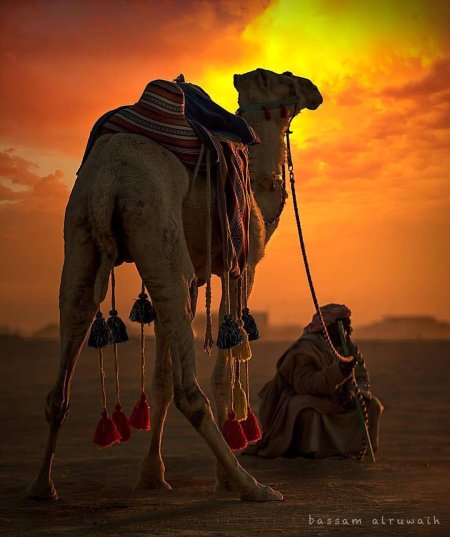 Араб на верблюде