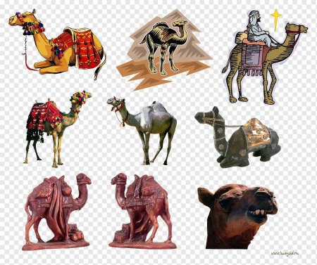 Верблюд на белом фоне