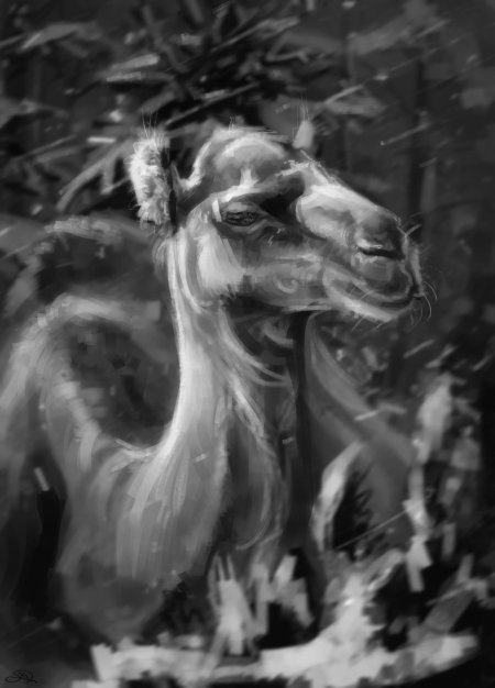 Белый верблюд