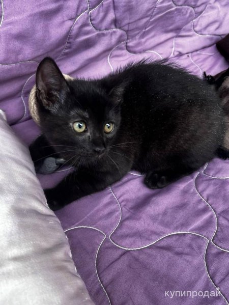 Котенок черный