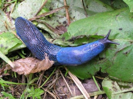 СЛИЗЕНЬ Limax Maximus леопардовый