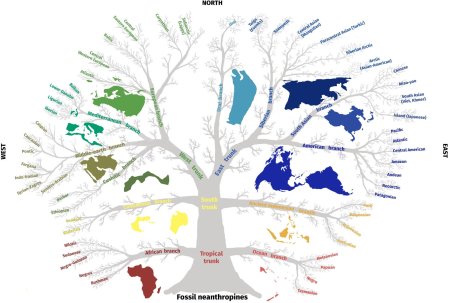 Дерево человеческих рас