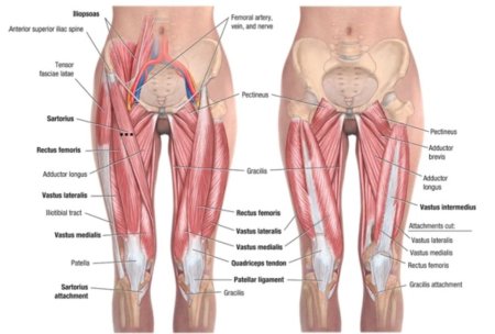Анатомия бедра человека