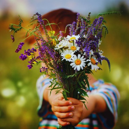 Полевые цветы в руках