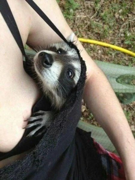 Девушка с енотом