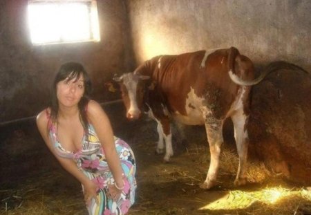 Телки коровы