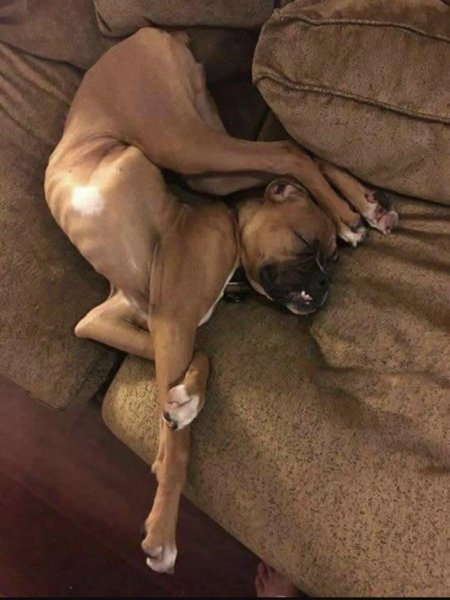 Поза собачки