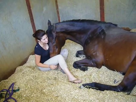 Лошадь и женщина занимаются
