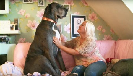 Собака с хозяйкой