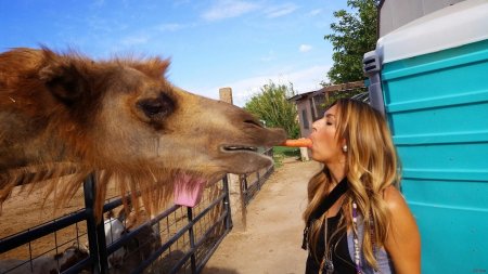 Девушка на верблюде