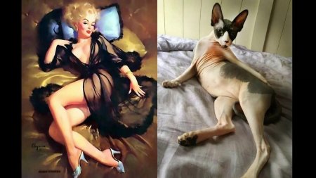 Женщина в позе кошки