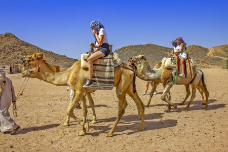 Верблюды в Египте