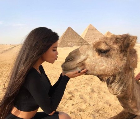 Шарм Эль Шейх верблюд