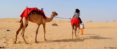 Верблюд сафари дубай