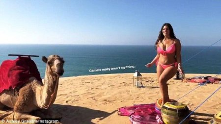 Девушка в бикини на верблюде