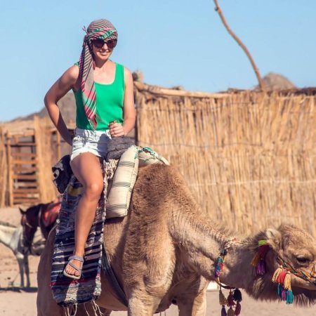 Шарм эль шейх верблюд