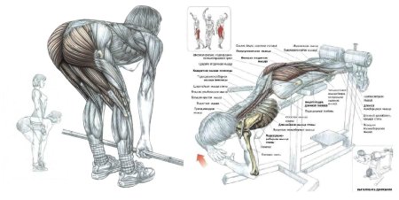 Упражнение для накачивания мышц ягодиц для мужчин