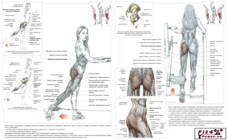 Отведение ноги назад в тренажере ягодичные мышцы техника